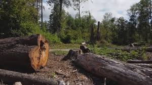 Tree and Shrub Care in Milton, FL