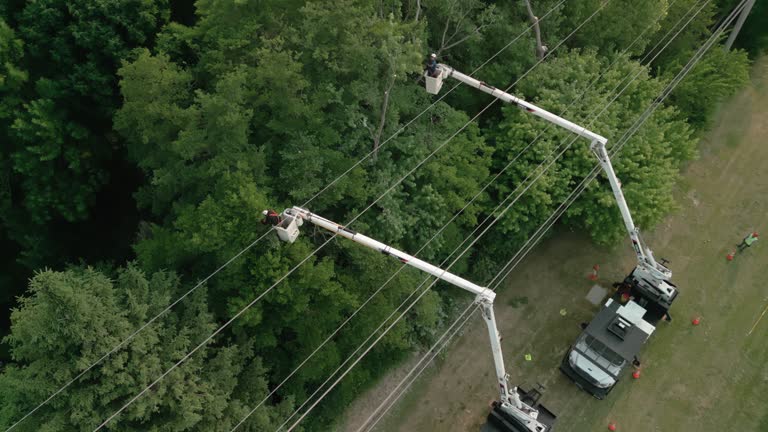 How Our Tree Care Process Works  in  Milton, FL