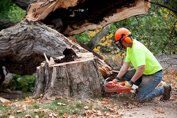 Best Stump Grinding and Removal  in Milton, FL